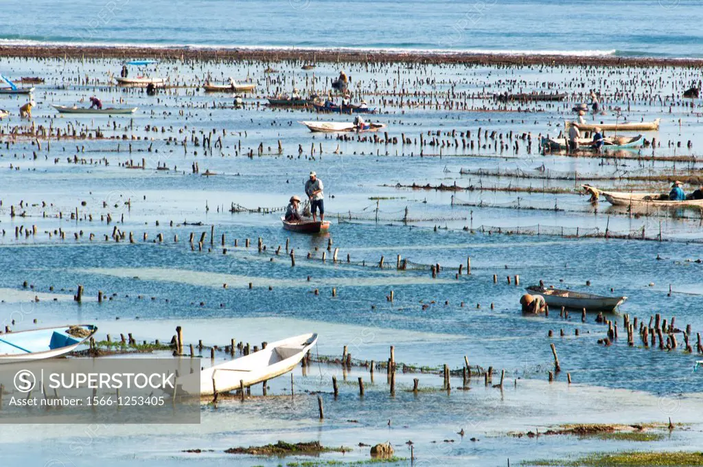 Asia, South-East Asia, Indonesia, Bali. Nusa Lembongan island. Harvesting of seaweed.