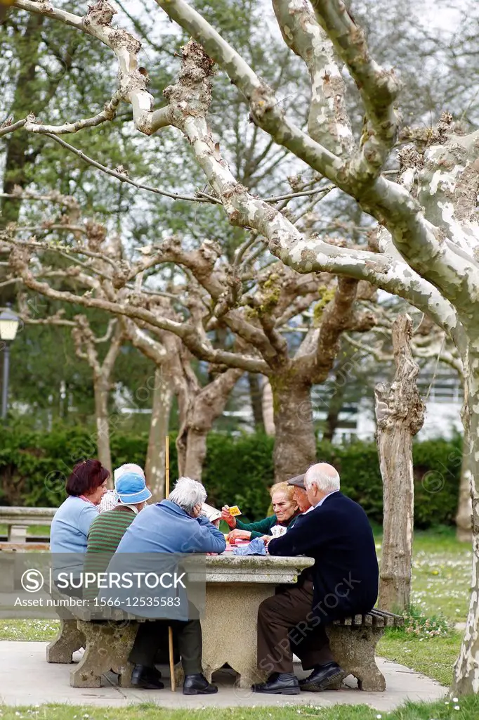 A group of old friends together daily in a park in Sarria, Lugo, to play a game of cards. Galicia, Spain