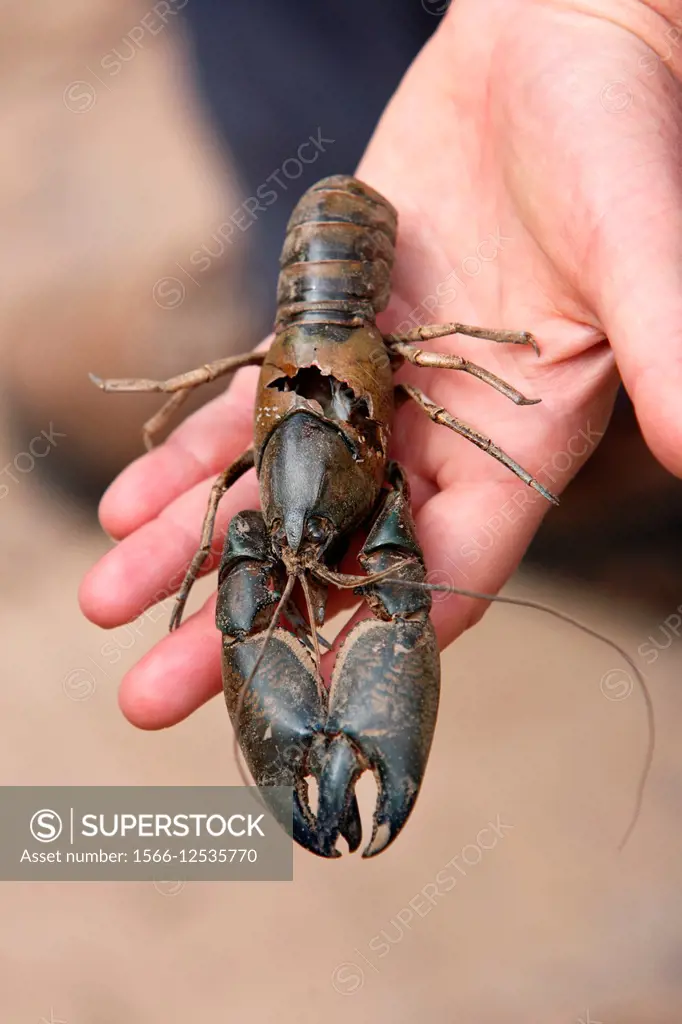 Yabbie (cray fish) living in water holes in the outback, killed by Cormorants as water dries out. Flinders Ranges, South Australia.