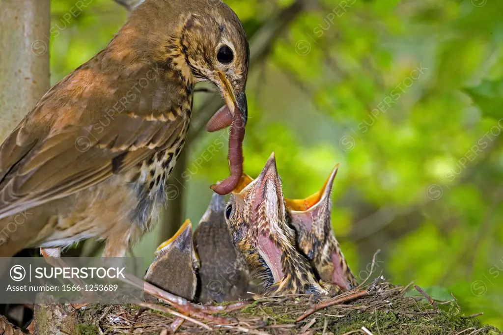 SONG THRUSH turdus philomelos AT NEST IN NORMANDY