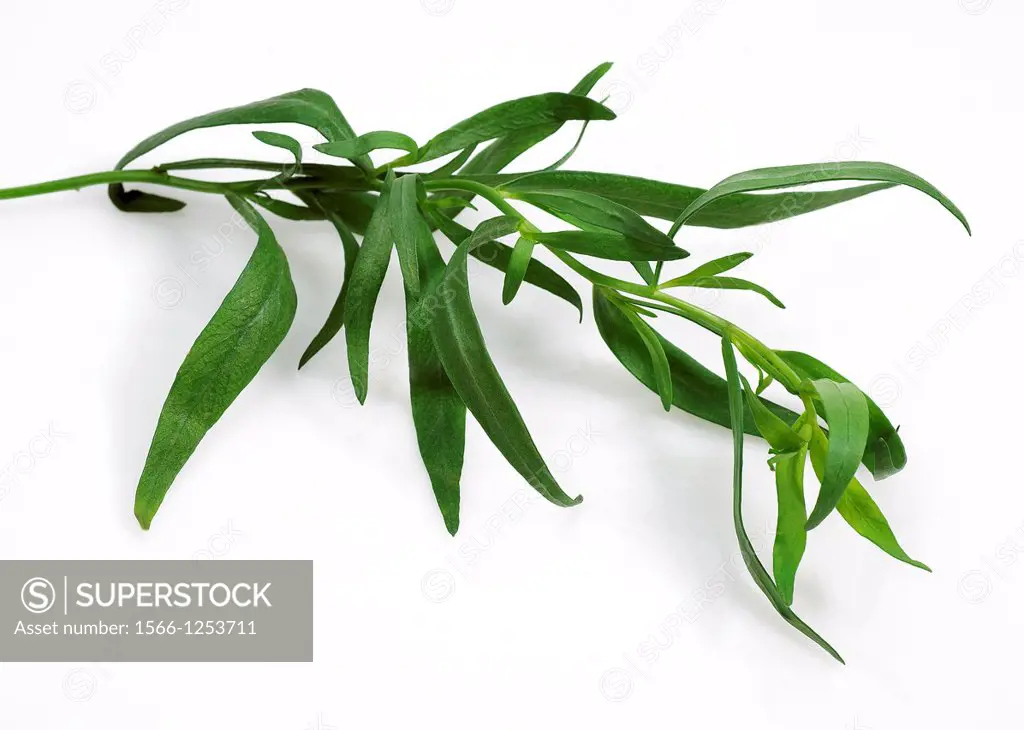 Tarragon, artemisia dracunculus, Plant against white Background
