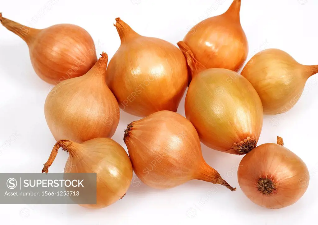 French Onions Called Grelot, allium cepa against White Background