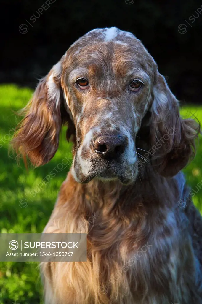 English Setter dog-Portrait