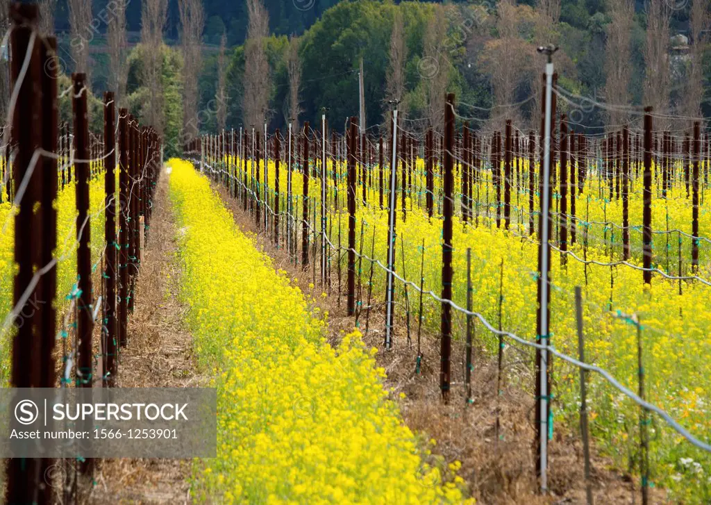 Mustard blooms in the Russian River Valley in the spring