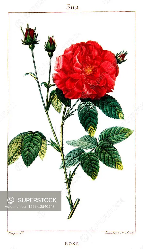 Botanical drawing of Rose from Provins.