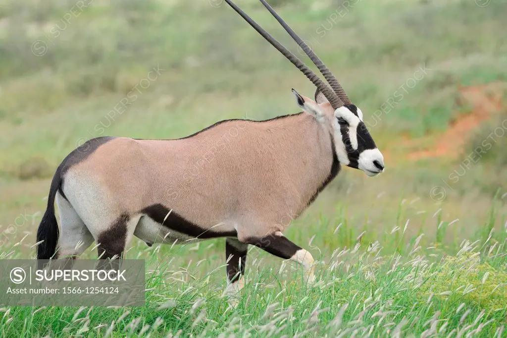 Gemsbok, Oryx Gazella, Kgalagadi Transfrontier Park, Northern Cape, South Africa