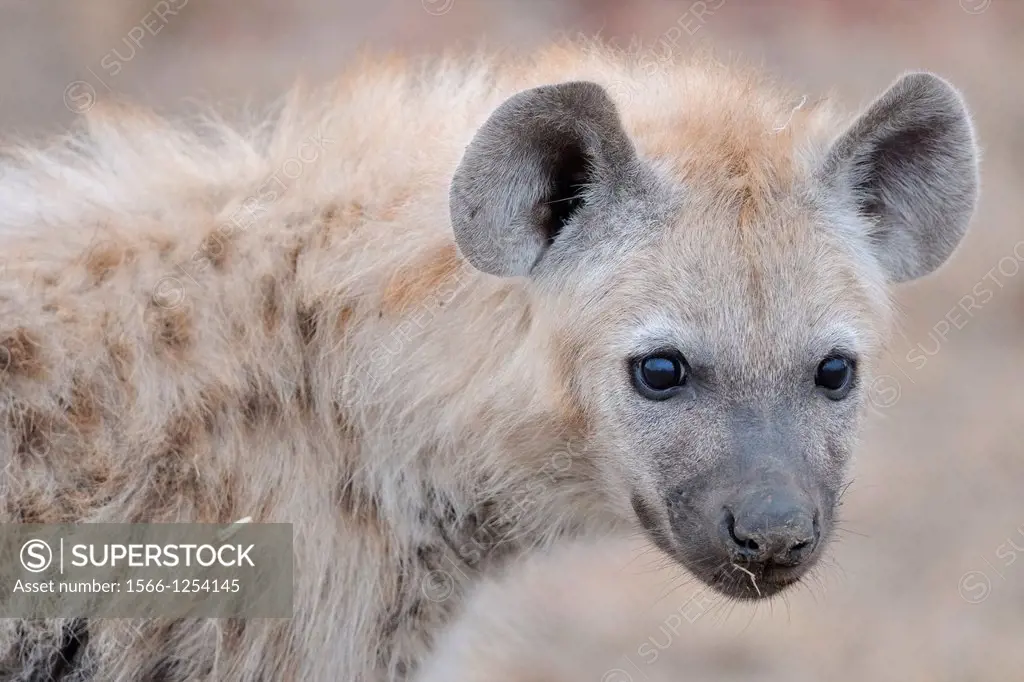 Spotted Hyena, Crocuta crocuta, Kruger National Park, South Africa