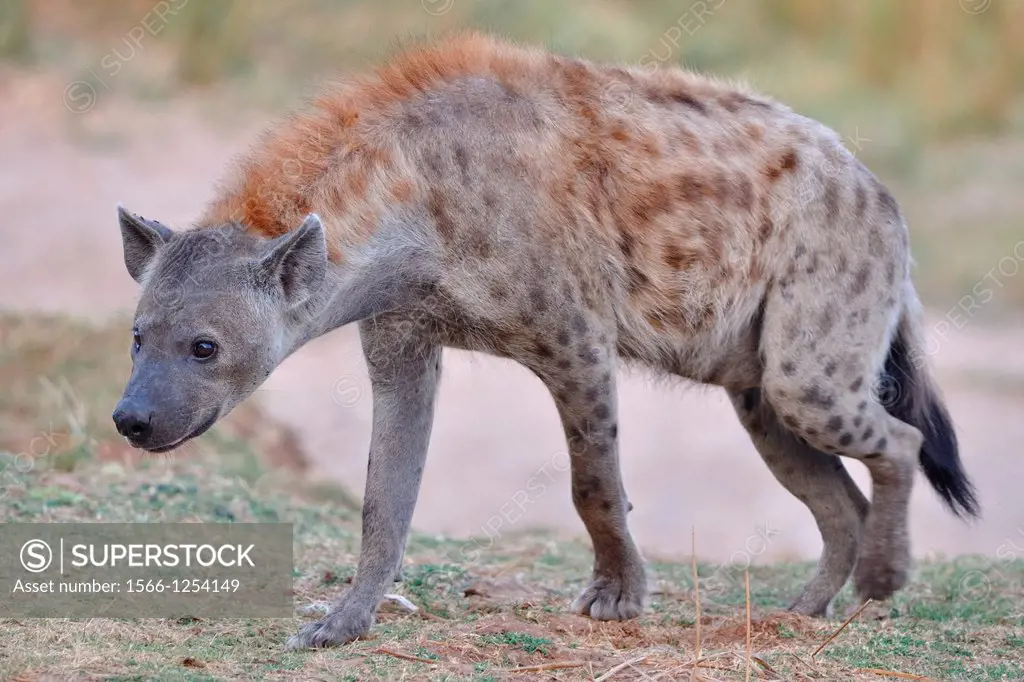 Spotted Hyena, Crocuta crocuta, walking early in the morning, Kruger National Park, South Africa