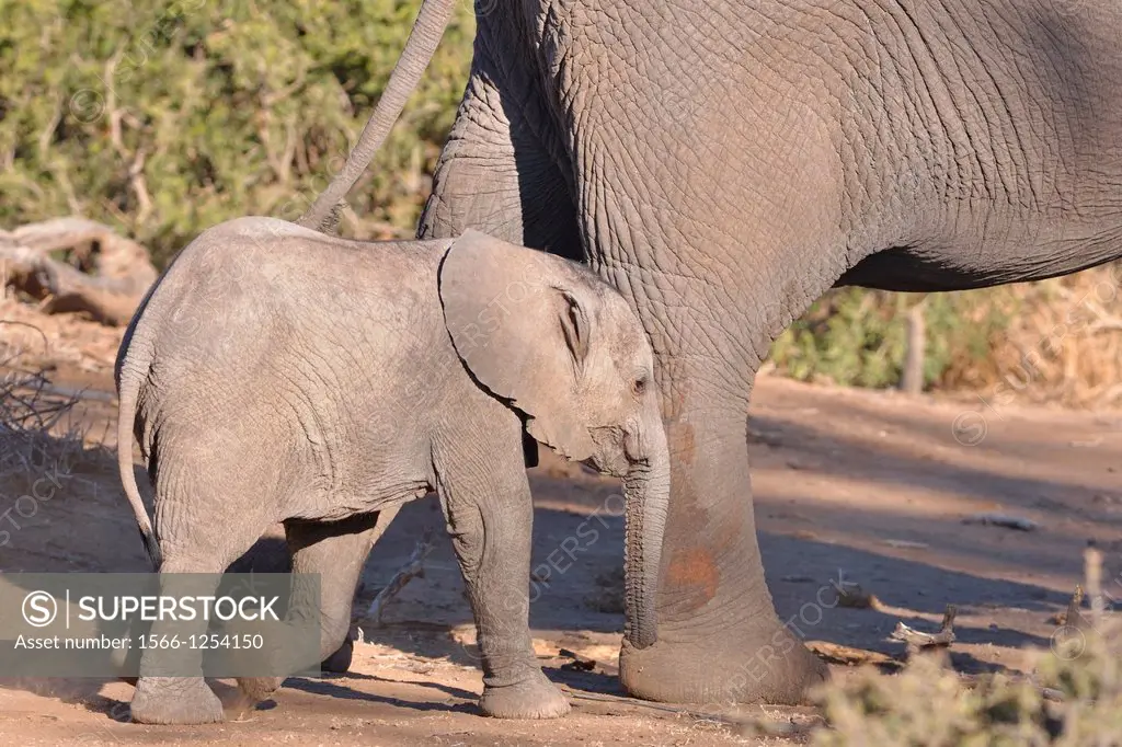 African Elephants, Loxodonta africana, mother and baby, Mapungubwe National Park, Limpopo, South Africa