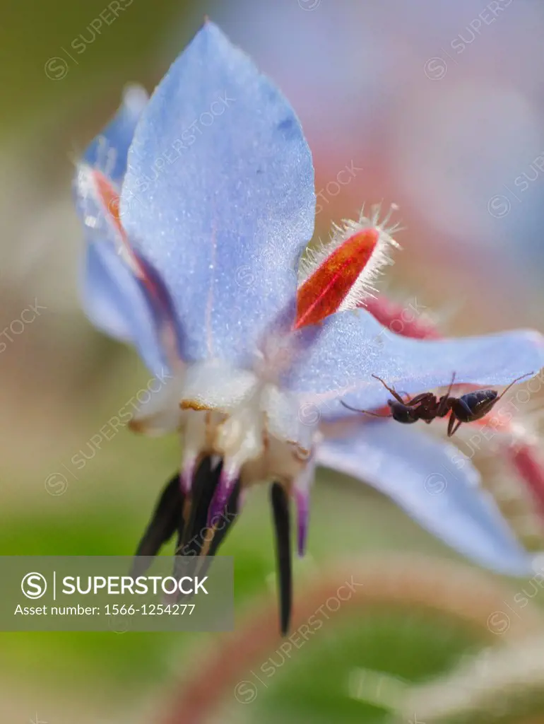 Blue edible flower of medicinal herb (Borago officinalis).