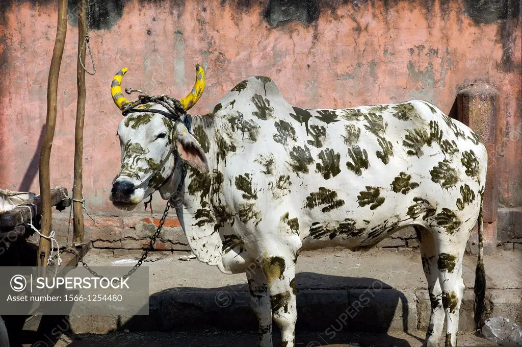 Vaca sagrada pintada con manos atada en la calle en New Delhi, India  Holy cow painted with hands tied on the street in New Delhi, India, Asia