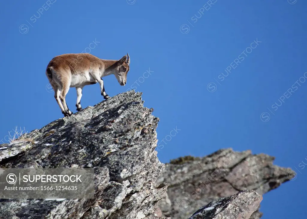Spanish ibex Capra pyrenaica Sierra Nevada Spain.