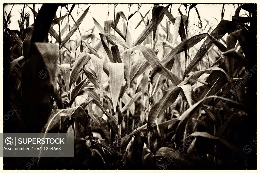 maize plantation, Spain