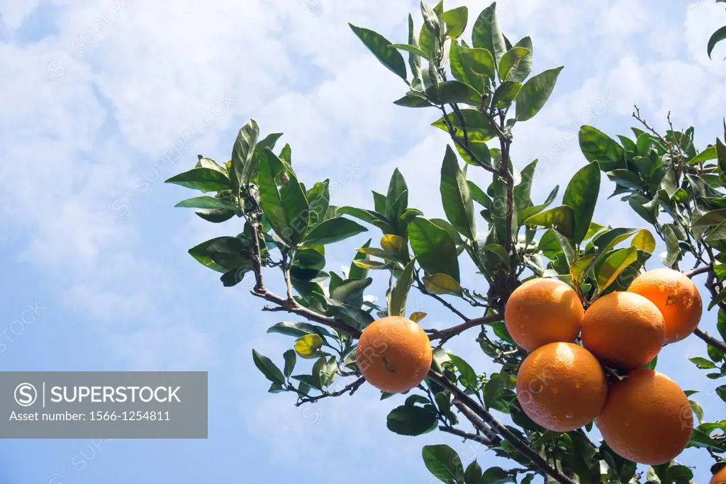 Production of oranges, Comunidad Valenciana, Spain