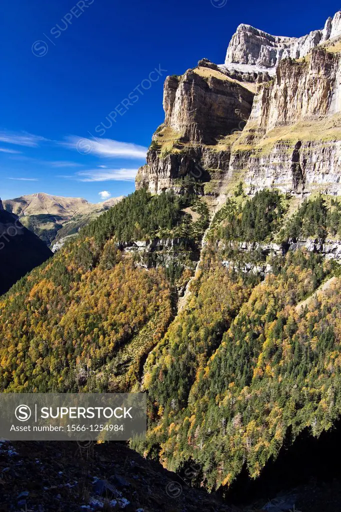 Forest in Cotatuero low walls Gallinero - Ordesa National Park and Monte Perdido - Ordesa Valley - Torla - Sobrarbe - Huesca - Aragon Pyrenees - Arago...