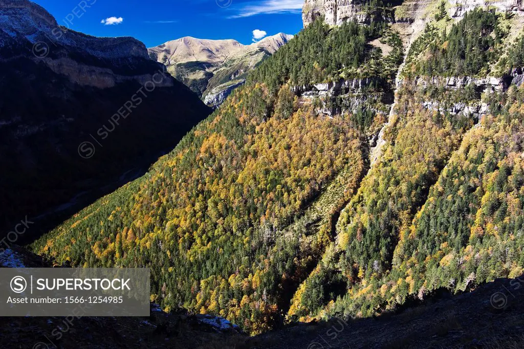 Mixed forest in autumn - Parque Nacional de Ordesa y Monte Perdido - Ordesa Valley - Torla - Sobrarbe - Huesca - Aragon Pyrenees - Aragon - Spain