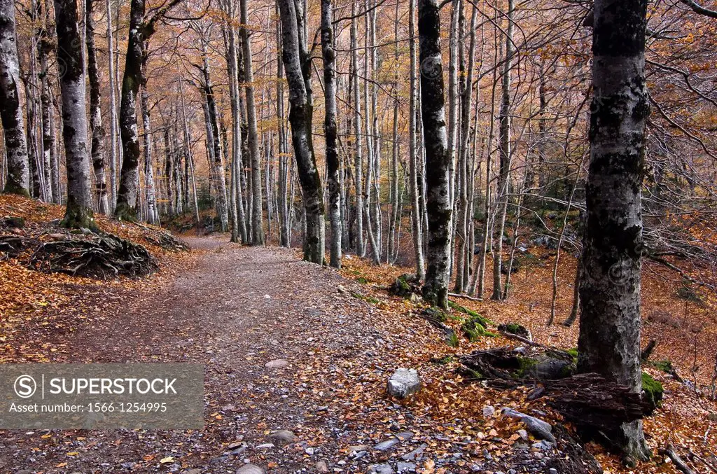 Bosque de las Hayas - Parque Nacional de Ordesa y Monte Perdido - Ordesa Valley - Torla - Sobrarbe - Huesca - Aragon Pyrenees - Aragon - Spain - Europ...