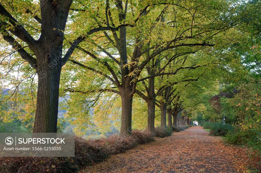 alley with trees in autumn, Trier, Rhineland-Palatinate, Germany