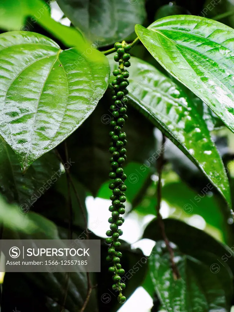 Black pepper (Piper nigrum) plant, Kerala, India.