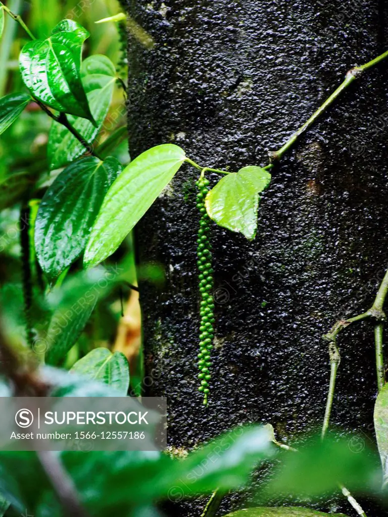 Black pepper (Piper nigrum) plant, Kerala, India.