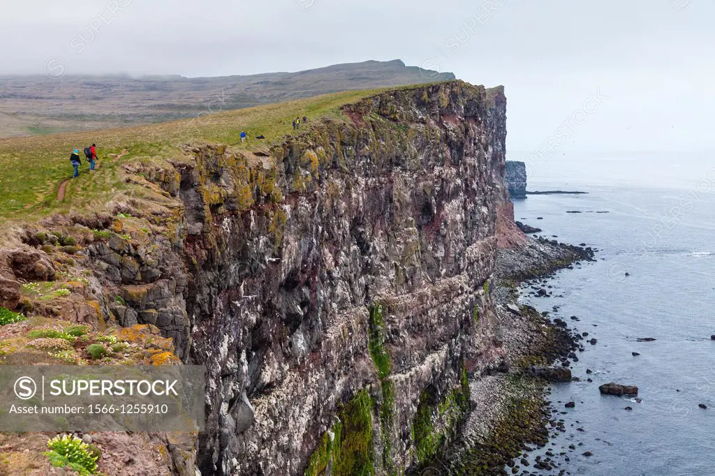 Latrabjarg bird cliffs, Westfjords, Iceland, Europe.