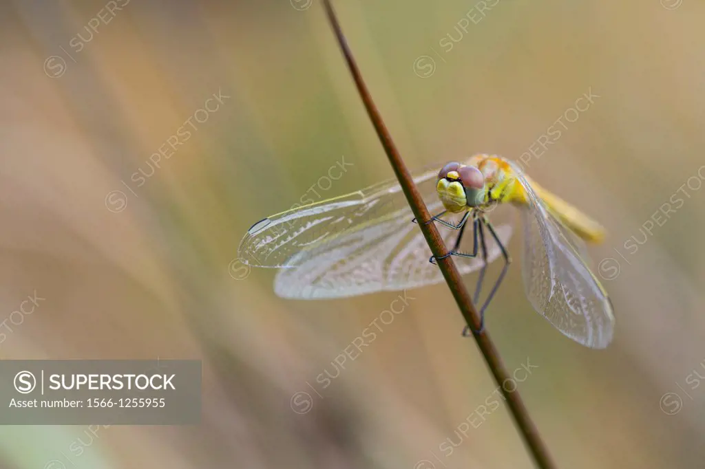 DRAGONFLY Sympetrum fonscolombii