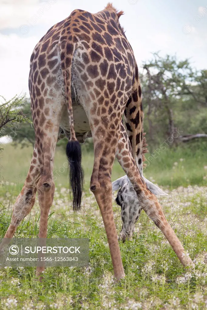 giraffe in serengeti national park.