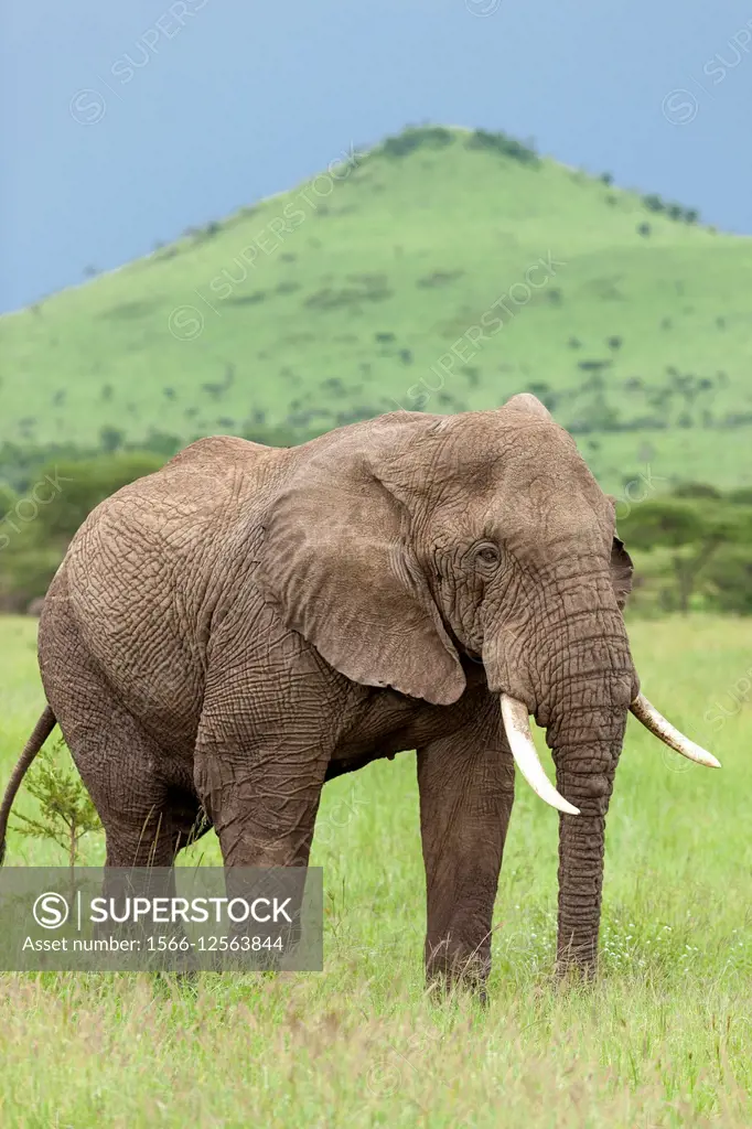 elephant in serengeti national park.