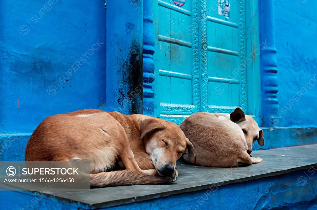 Dogs sleeping at a blue doorway. Jodhpur, Rajasthan, india