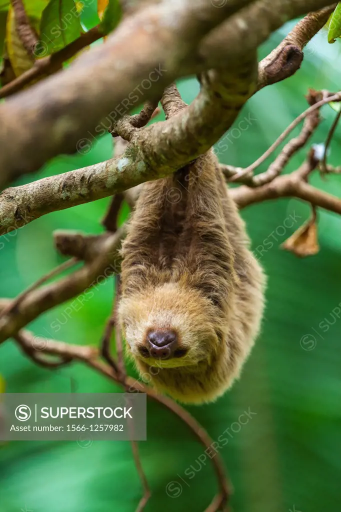Brown-throated sloth (Bradypus variegatus)