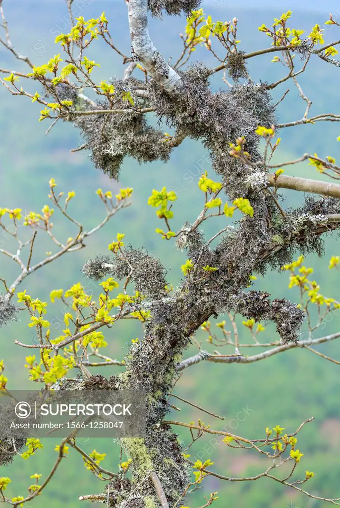 Pedunculate oak Quercus petraea, Fuentes del Narcea, Degana e Ibias Natural Park, Asturias, Spain, Europe