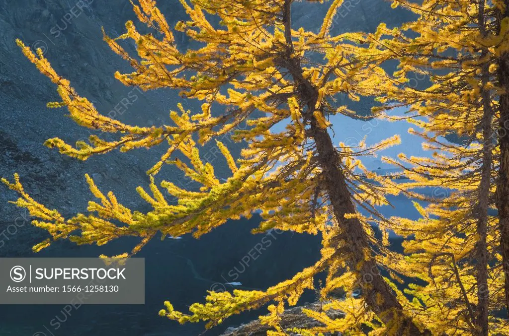 Subalpine Larch Larix lyallii at Wing Lake, North Cascades Washington