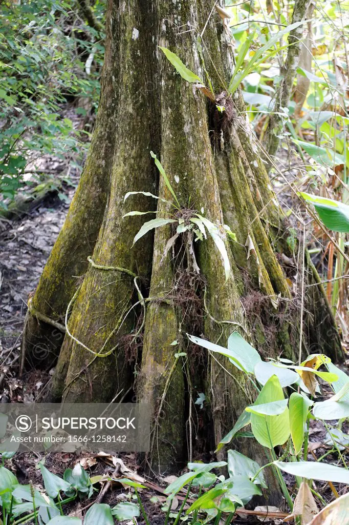 Buttress base of Cypress tree in the Corkscrew Swamp Sanctuary a National Audubon Society sanctuary located in southwest Florida, north of Naples, Flo...