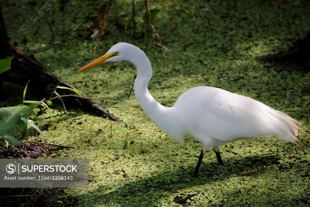 White Egret wading bird in the Corkscrew Swamp Sanctuary a National Audubon Society sanctuary located in southwest Florida, north of Naples, Florida a...