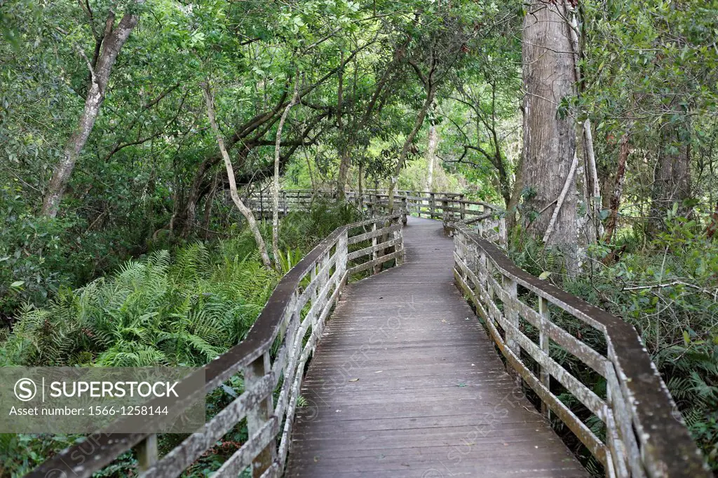 Boardwalk in Corkscrew Swamp Sanctuary a National Audubon Society sanctuary located in southwest Florida, north of Naples, Florida and east of Bonita ...