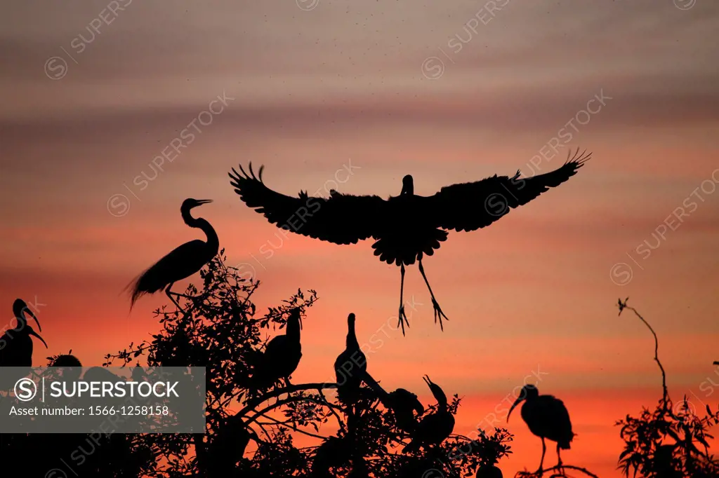 Herons and Egrets at the Venice Heronry Rookery in Florida USA in the evening with the sun setting behind the birds and trees