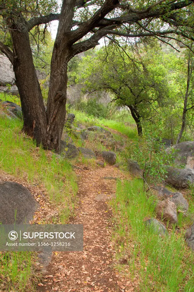 Clevenger Canyon Trail, San Dieguito River Park, San Diego County, California