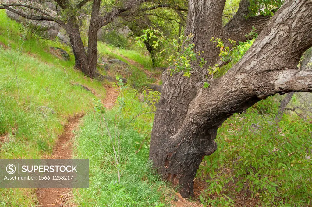 Clevenger Canyon Trail, San Dieguito River Park, San Diego County, California