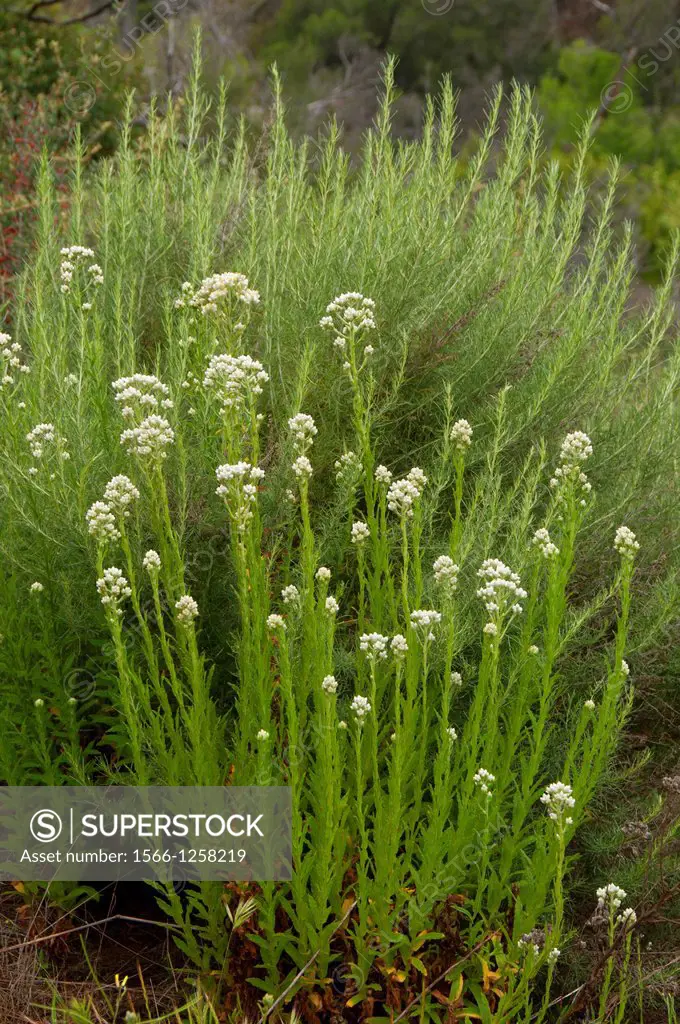 Pearly everlasting, San Dieguito River Park, San Diego County, California