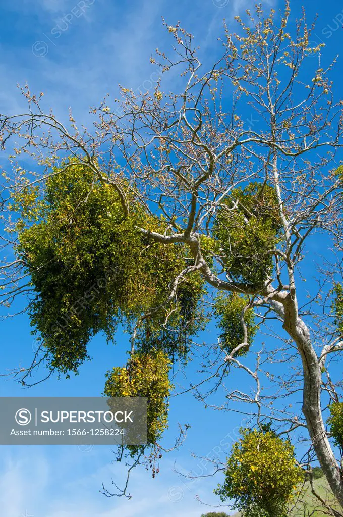 Western sycamore Platanus racemosa with mistletoe, Los Penasquitos Canyon Preserve, San Diego, California