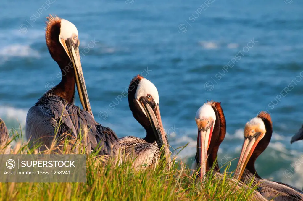 Brown pelicans Pelecanus occidentalis, Ellen Browning Scripps Marine Park, La Jolla, California