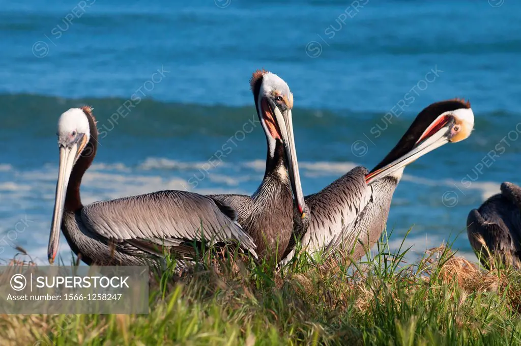 Brown pelicans Pelecanus occidentalis, Ellen Browning Scripps Marine Park, La Jolla, California