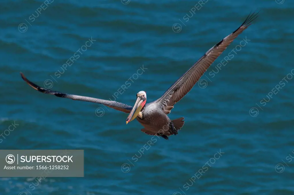 Brown pelican Pelecanus occidentalis in flight, Ellen Browning Scripps Marine Park, La Jolla, California