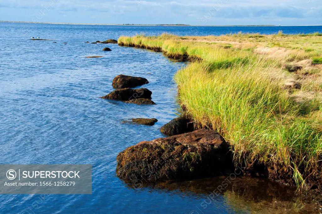 Estuary edge on Little Narragansett Bay, Barn Island Wildlife Management Area, Connecticut