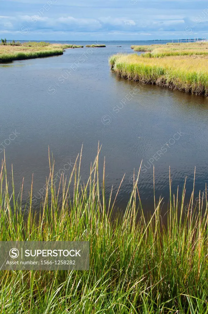 Salt water marsh, Barn Island Wildlife Management Area, Connecticut