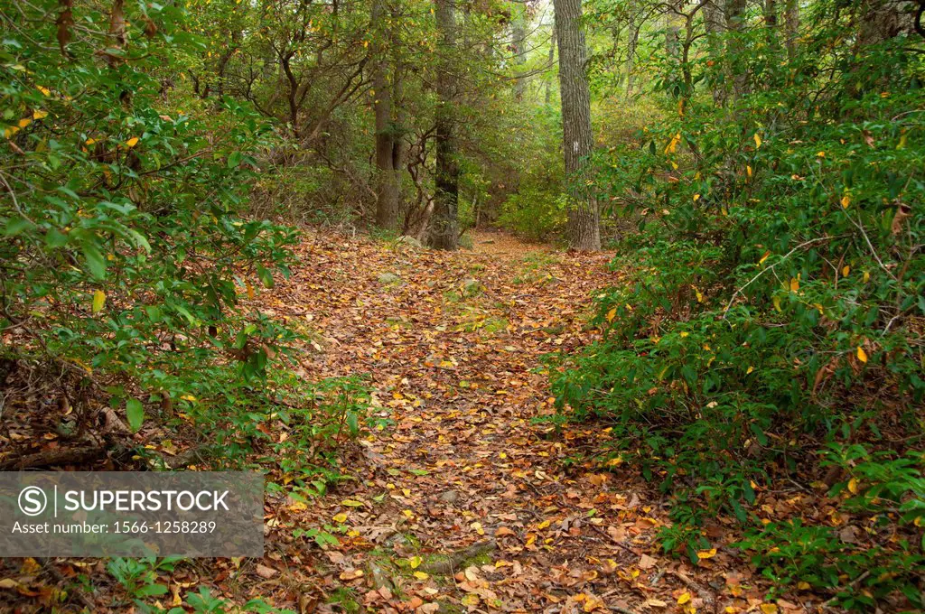 Hiking trail, Selden Neck Preserve, Connecticut