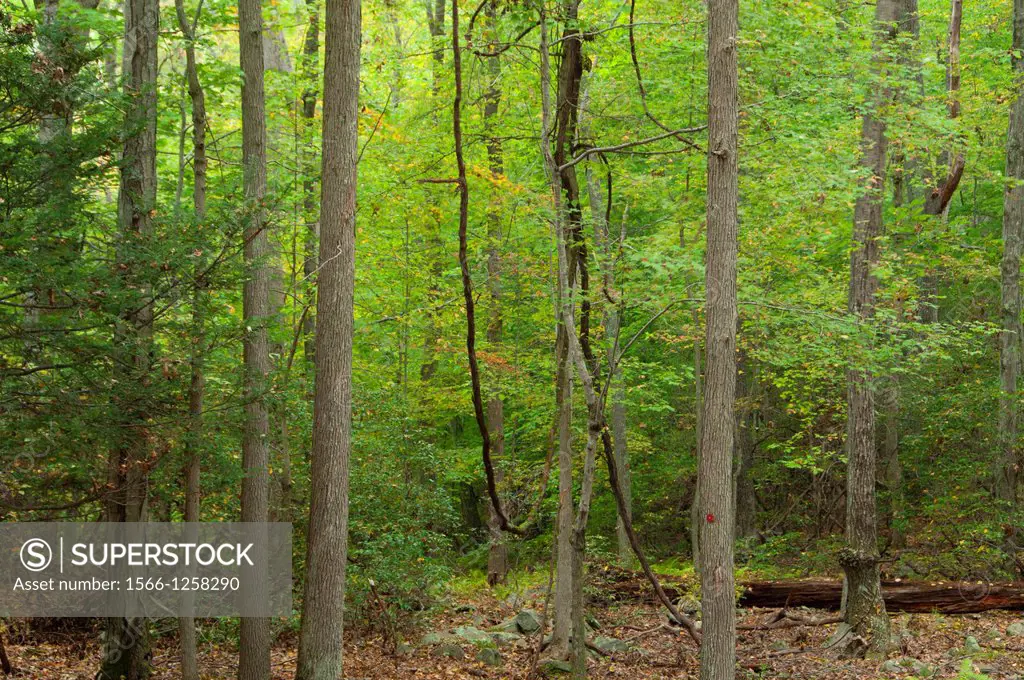 Hardwood forest, Selden Neck Preserve, Connecticut