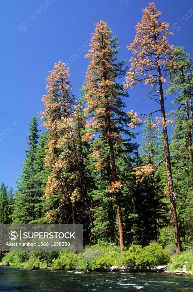 Ponderosa pines on Metolius Wild and Scenic River, Deschutes National Forest, Oregon