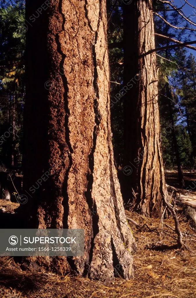 Ponderosa pines, Metolius Wild and Scenic River, Deschutes National Forest, Oregon