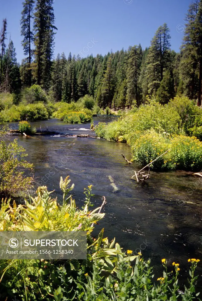 Metolius Wild and Scenic River, Deschutes National Forest, Oregon